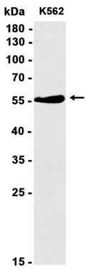 AYD13446