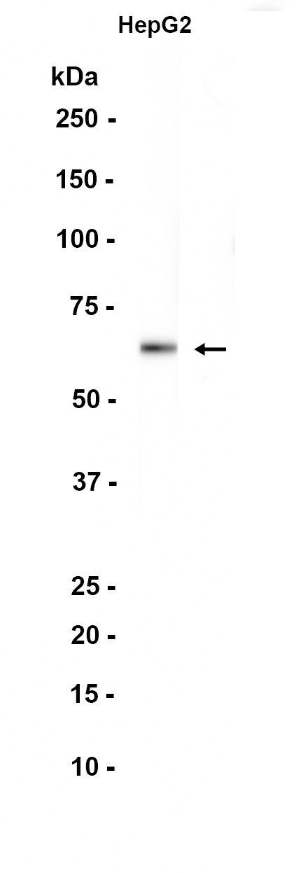 Bovine Serum Albumin (YD14939) Rabbit mAb