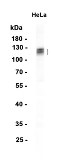 AYD15918
