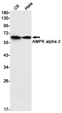 AYD11167