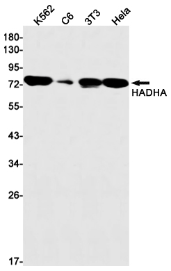 AYD11168