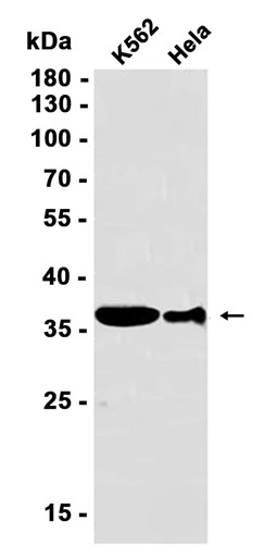 AYD12115