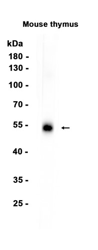 CD4 (YD19929) Rabbit mAb