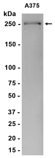 AYD15782