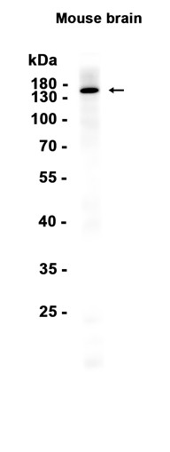 AYD16138
