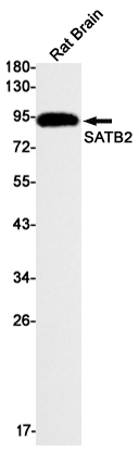 AYD12124