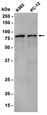 AYD15384