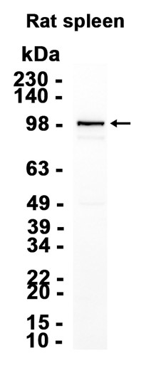 AYD13817
