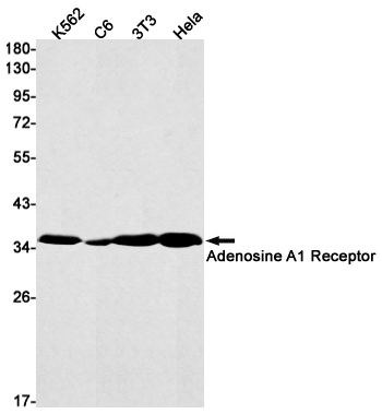 AYD11239