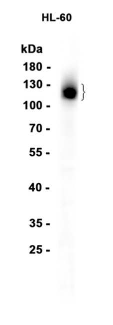 AYD12923