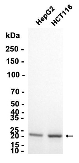 AYD11590