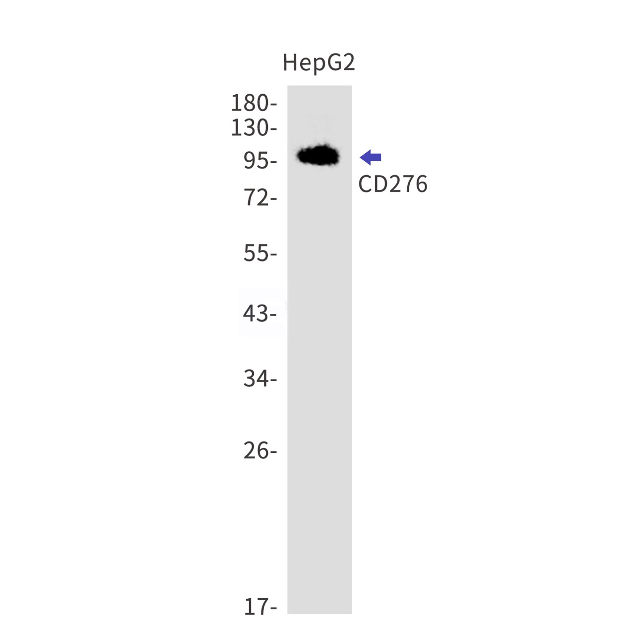 CD276 (YD11447) Rabbit mAb