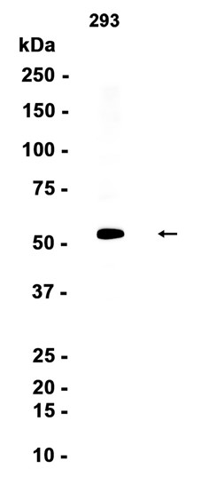 AYD16100