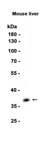AYD13787