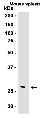 AYD13027