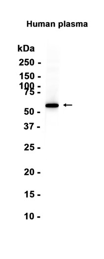 AYD13852