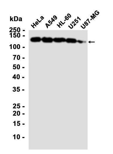 AYD12043