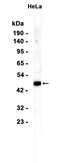 AYD13138