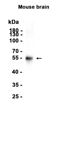 AYD11872