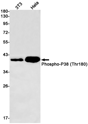 AYD14139