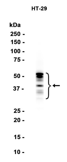 AYD15033