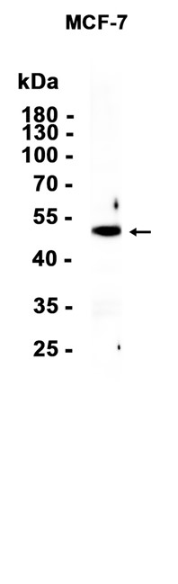AYD14156