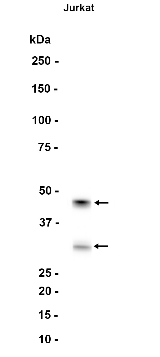 AYD13358