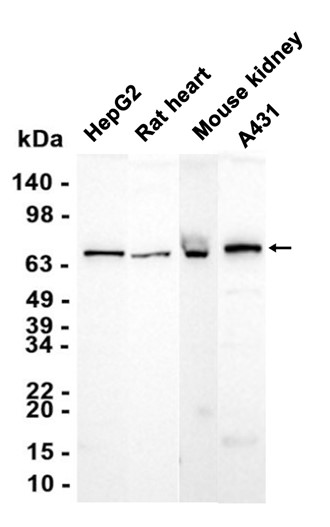 AYD13127