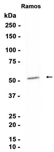 AYD13614