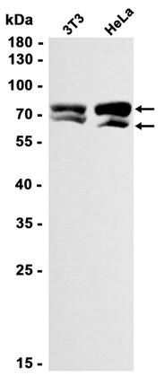 AYD13193