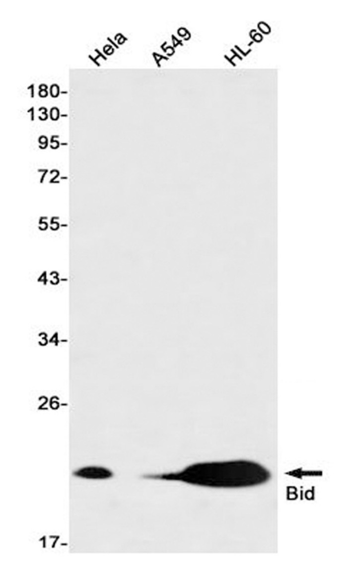 AYD11490