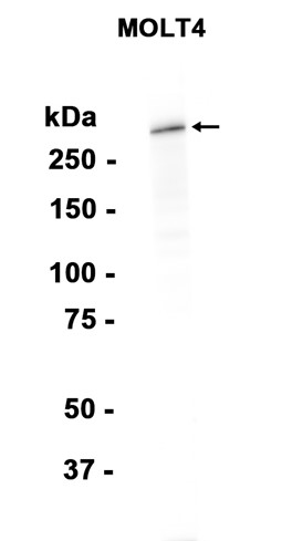 AYD15780