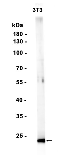 AYD11834