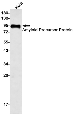 AYD12240