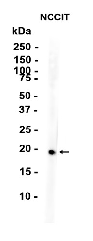 AYD12103