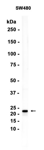 AYD15109