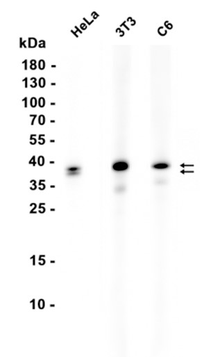 MKK3/MKK6 (YD13748) Rabbit mAb