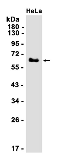 Paxillin (YD31658) Rabbit mAb