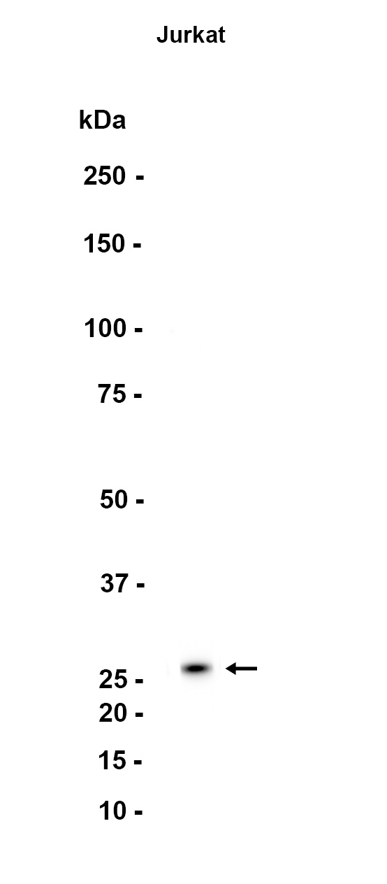 AYD11671