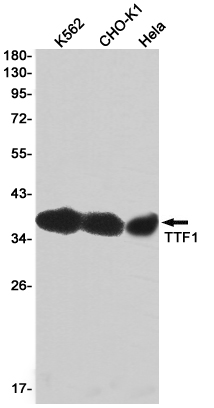 AYD13136