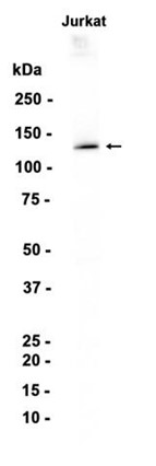 AYD13152