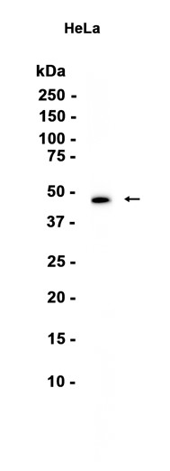 AYD15893