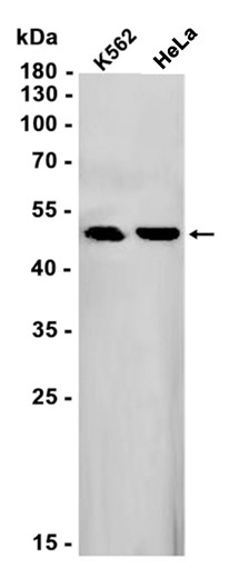 AYD11731