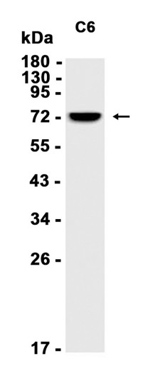 AYD12166
