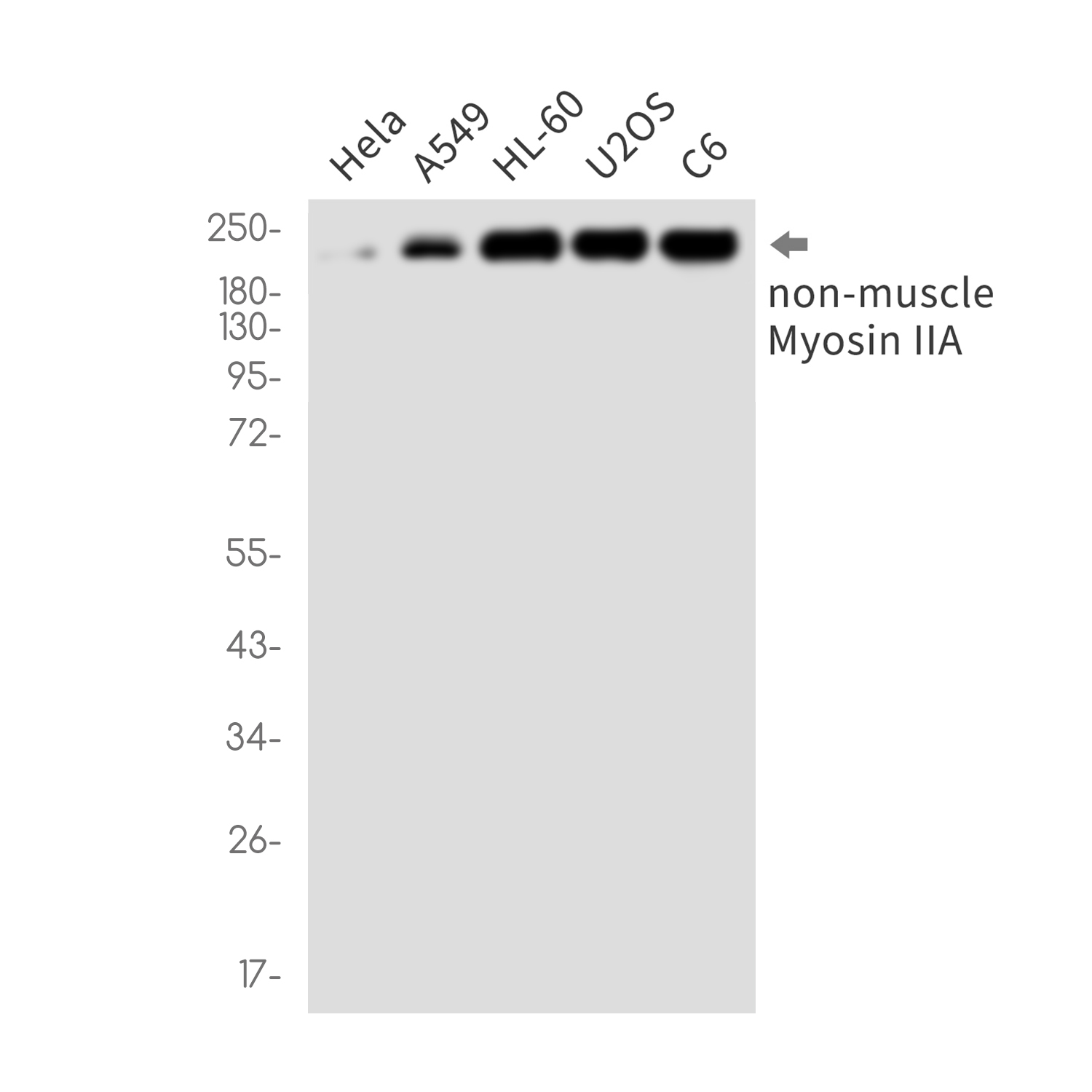 AYD13147