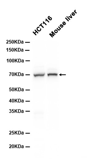 AYD11484