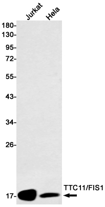 AYD14626