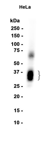 AYD12882