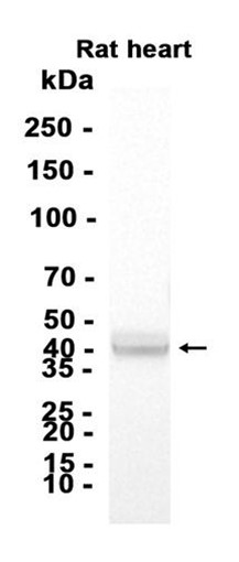 AYD13118