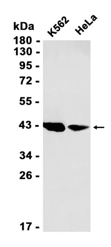 AYD12715